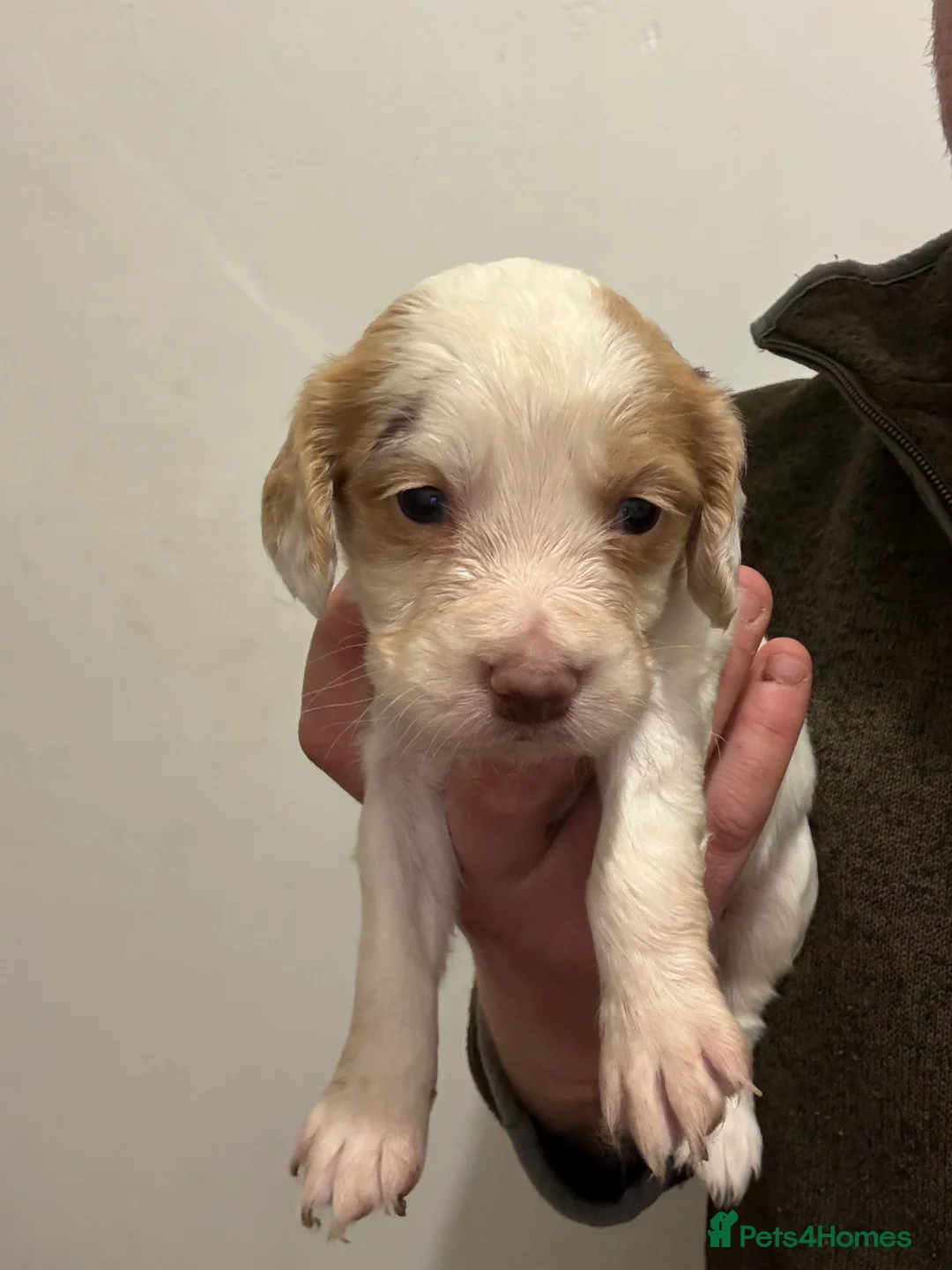 Cocker Spaniel dogs for sale: KC Working cocker spaniels. - Advert 7