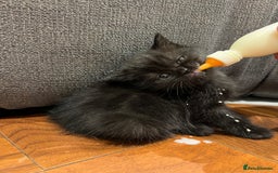 Scottish Fold cats for sale: Black fold for sale London - Image 1