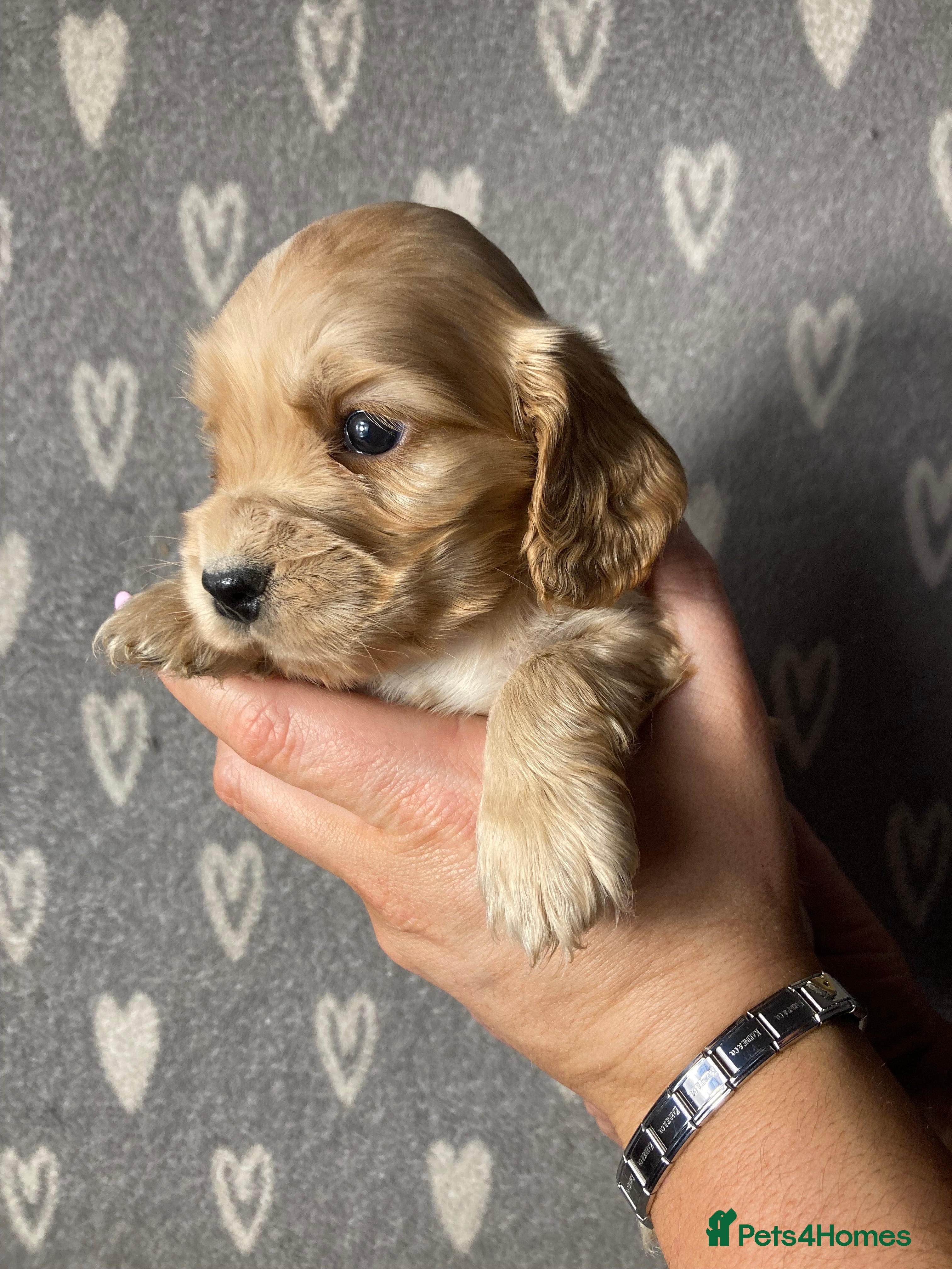 Cocker Spaniel dogs Show type cocker spaniels  - Advert 8