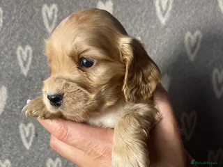 Cocker Spaniel dogs Show type cocker spaniels - Advert 8
