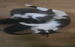 Mixed Breed cats for sale: Mixed breed long haired kittens - Image 5