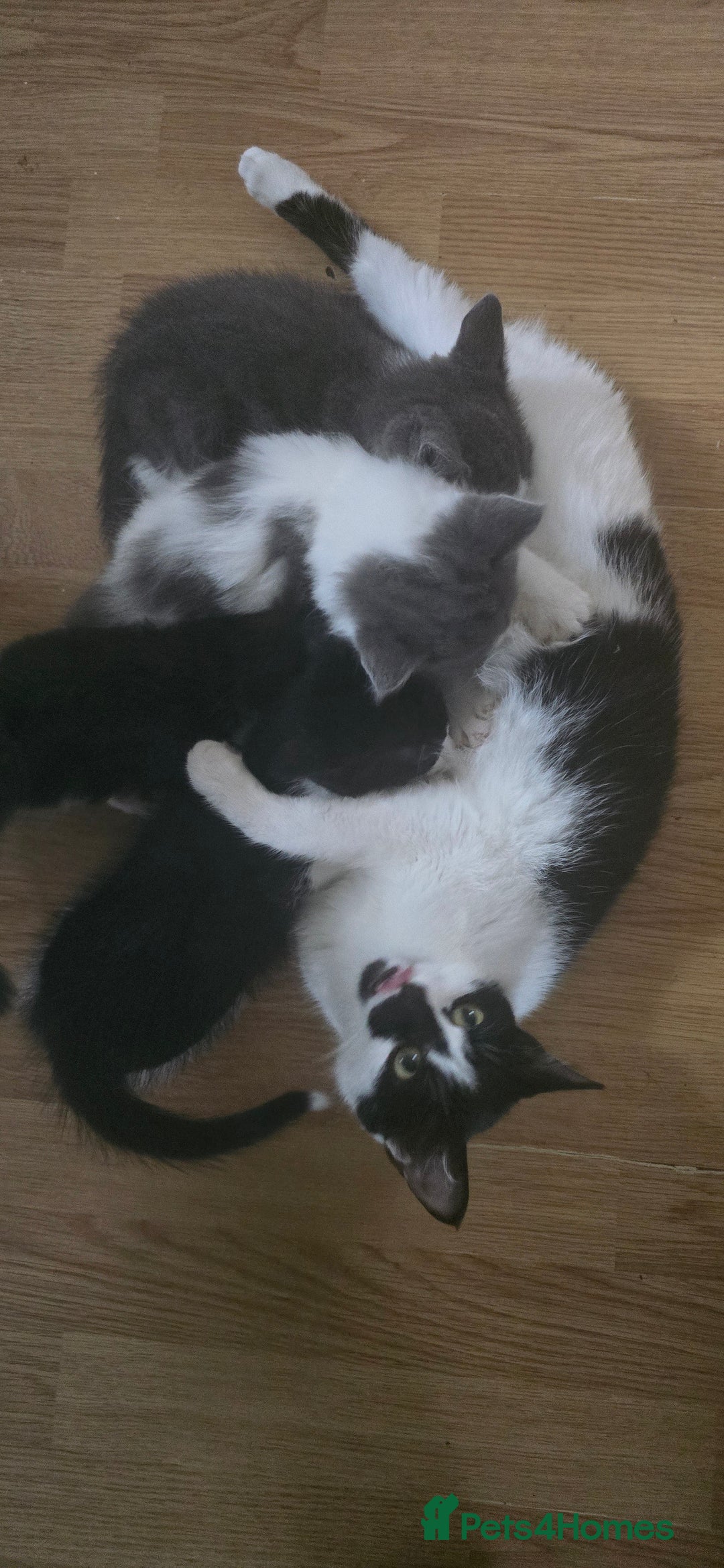 Mixed Breed cats for sale: Mixed breed long haired kittens - Image 5