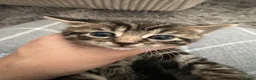 Mixed Breed cats for sale: Very beautiful marbled and striped cats - Advert 18