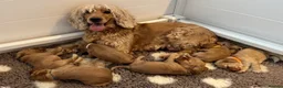 Cocker Spaniel dogs for sale: Beautiful Golden Cocker Spaniel Puppies KC Reg. - Advert 1