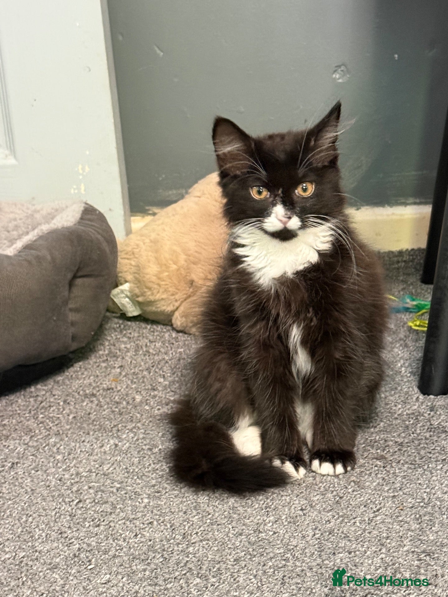 Mixed Breed cats Maine Coon x British Shorthair kitten - Advert 17