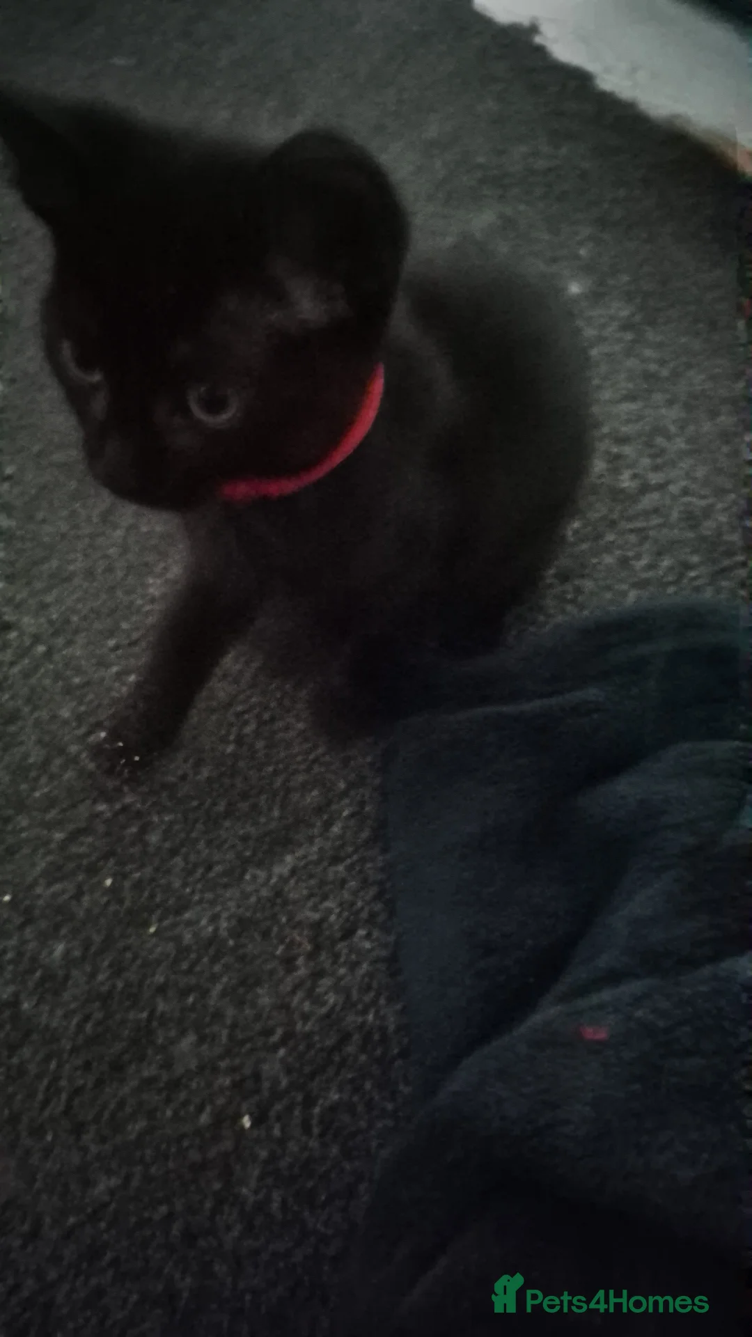 Mixed Breed cats for sale: 3 beautiful  kittens  more than reddish  to go in Exeter - Advert 2