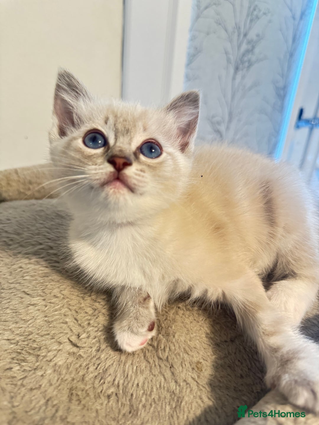 Ragdoll cats for sale: Beautiful Ragdoll Kittens - Advert 25