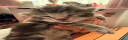 Maine Coon cats for sale: Adorable 7 Week Old Kittens – Ready Soon 🐾 - Advert 2