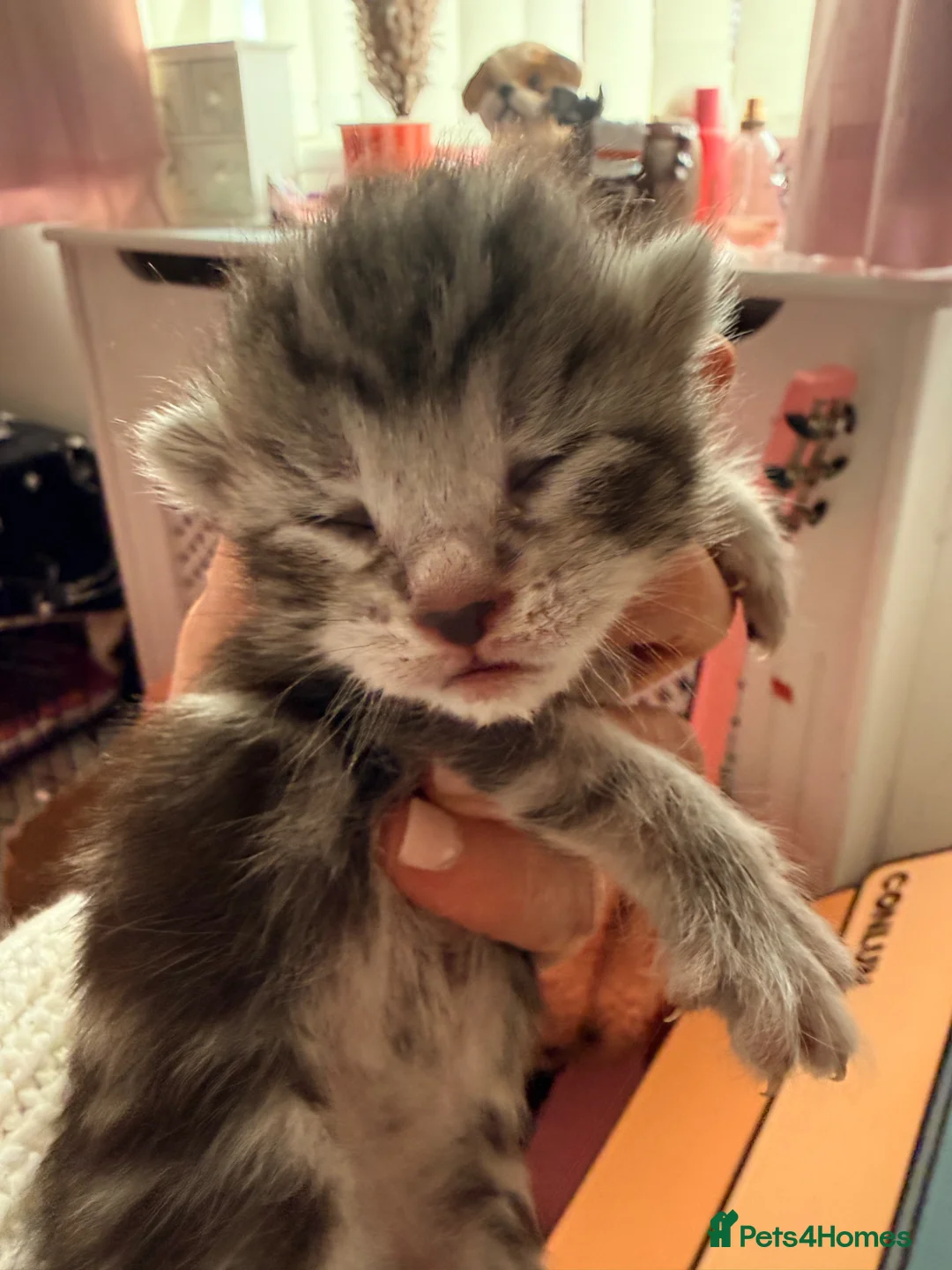 Maine Coon cats for sale: Adorable 7 Week Old Kittens – Ready Soon 🐾 - Advert 2