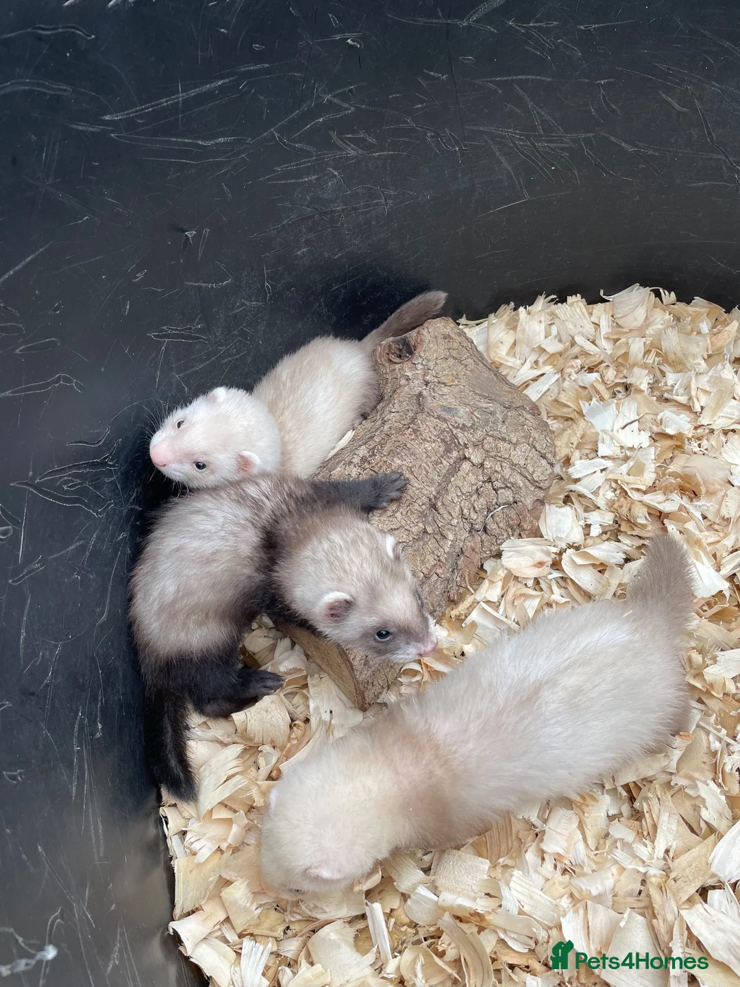 Ferret rodents for sale: 2 standard working male ferret’s for sale  - Advert 1