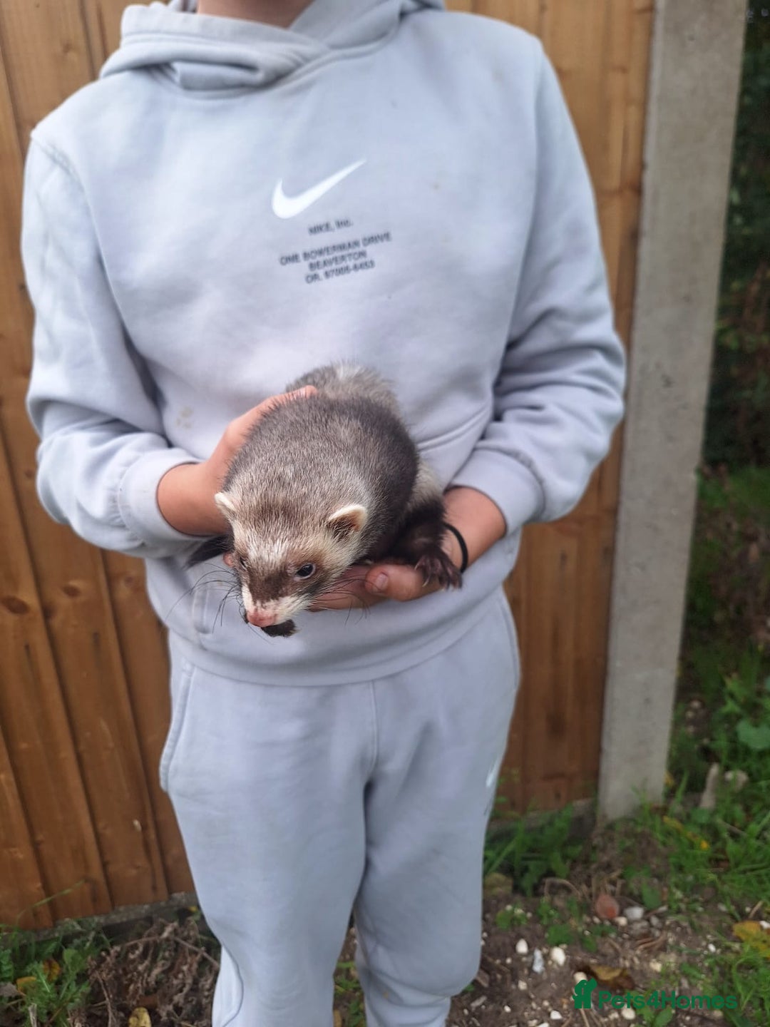 Ferret rodents for sale: Stunning ferret kits - Image 10