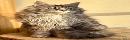 Maine Coon cats for sale: Beautiful Maine coon kittens - Advert 2