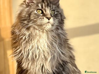 Maine Coon cats Beautiful Maine coon kittens - Advert 1