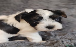 Biewer Terrier dogs for sale: Biewer Tereier Available 2 girls💜  1 Boy💚 - Image 11