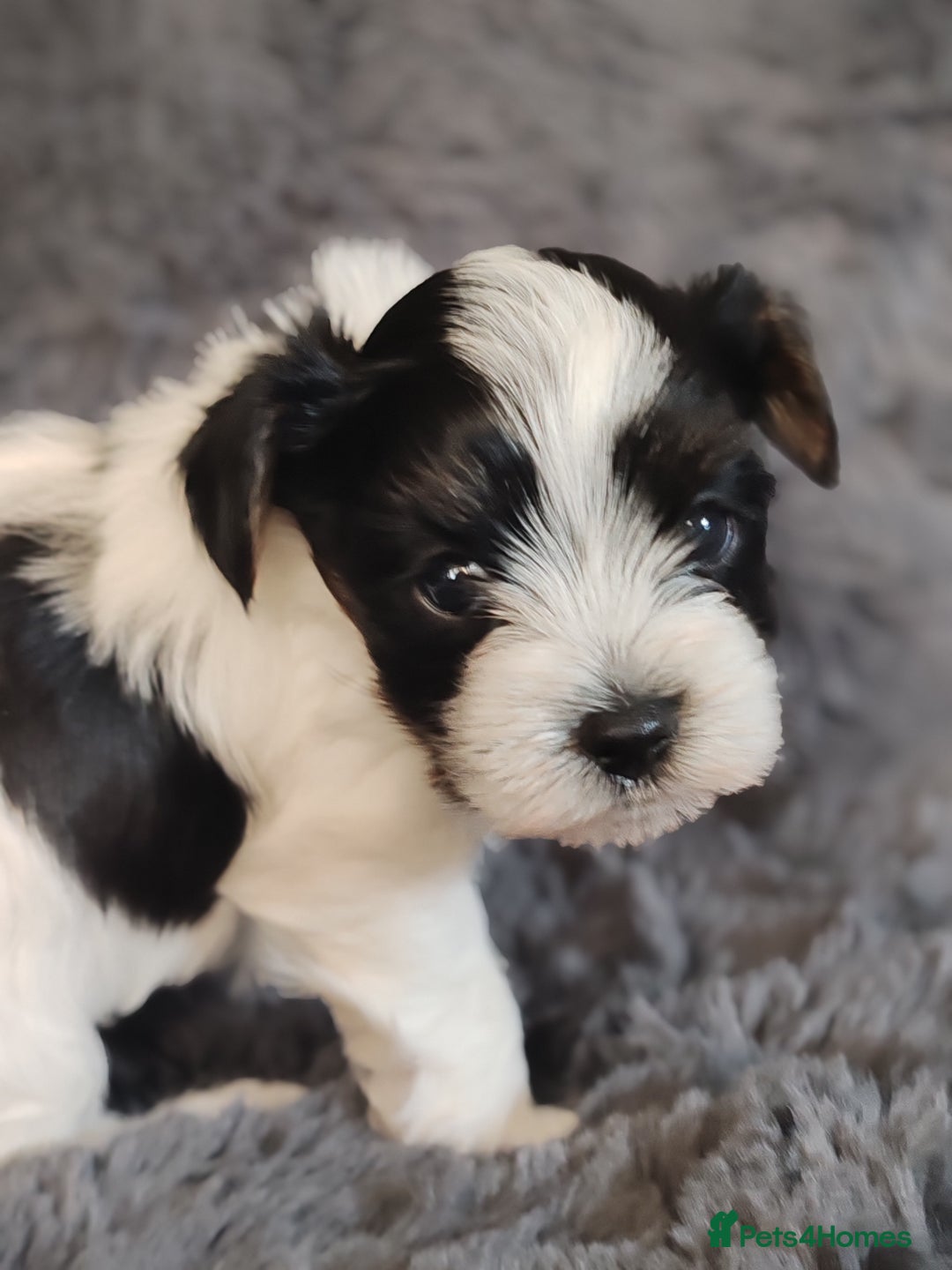Biewer Terrier dogs for sale: Biewer Tereier Available 2 girls💜  1 Boy💚 - Image 11