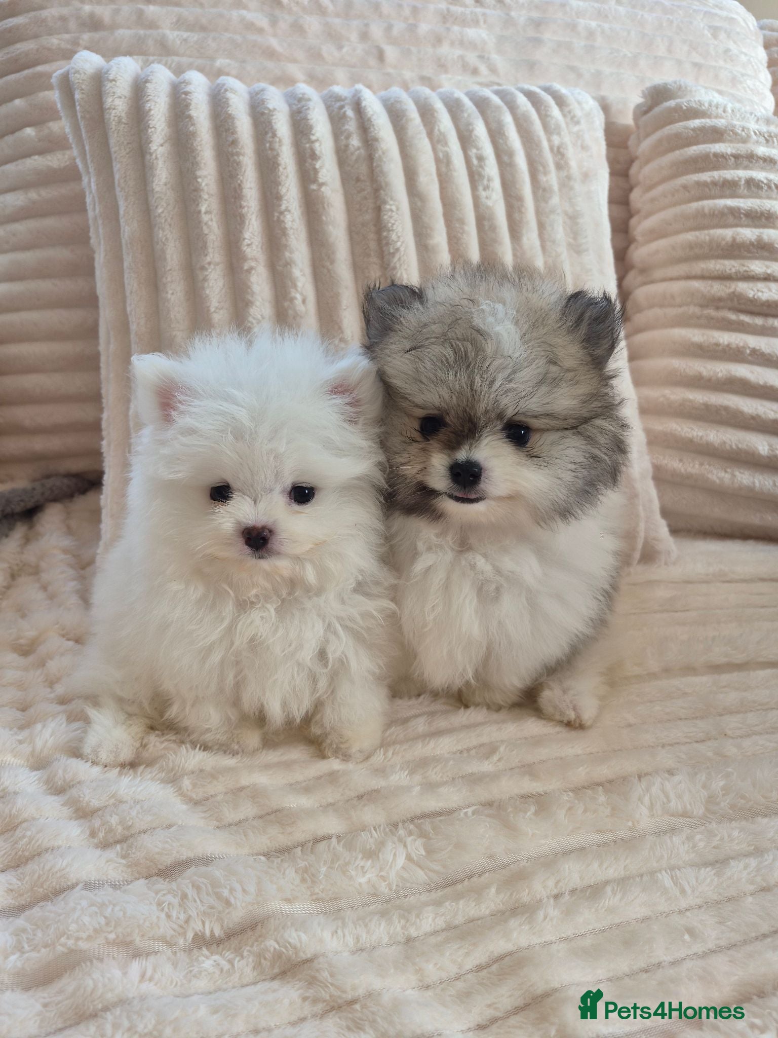 Pomeranian dogs for sale: Kc registered pomerainians  - Advert 1