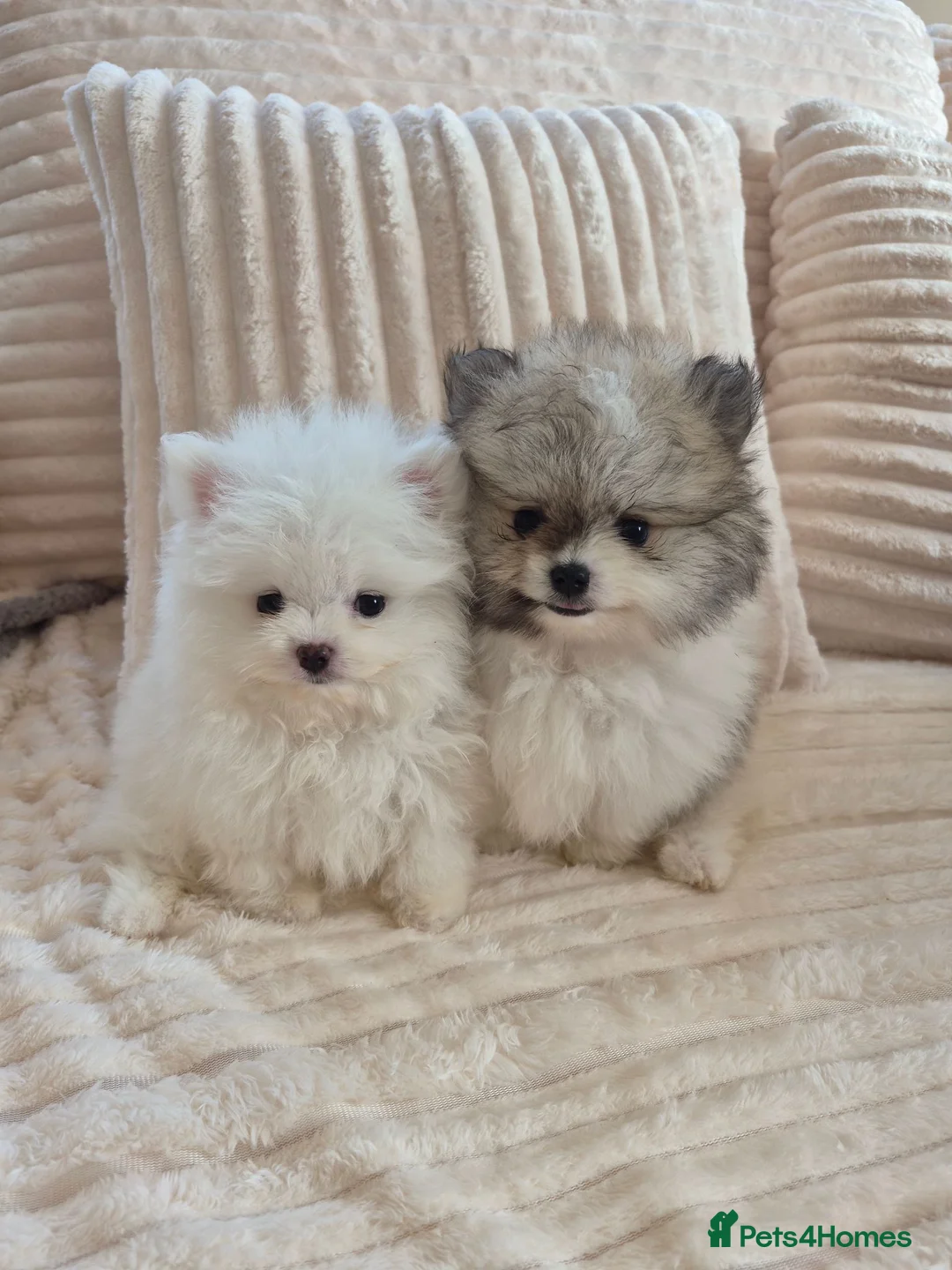 Pomeranian dogs for sale: Kc registered pomerainians  - Advert 1