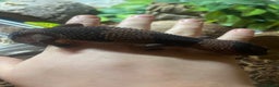 Lizard reptiles for sale: African fat tail gecko + full setup  - Advert 7