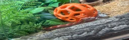 Corn Snake reptiles for sale: Corn snake needed rehoming FREE in King's Lynn - Advert 2