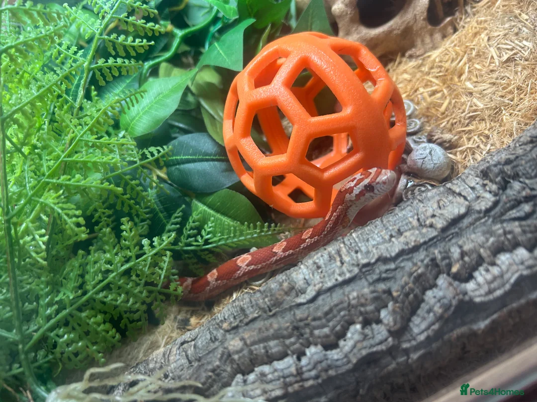 Corn Snake reptiles for sale: Corn snake needed rehoming FREE in King's Lynn - Advert 2