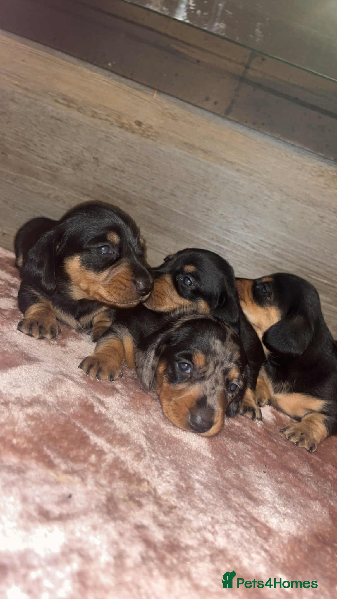 Dachshund dogs Miniature smooth haired pra clear - Advert 2