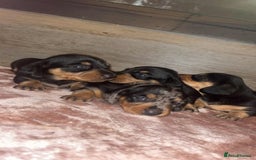 Dachshund dogs for sale: Miniature smooth haired pra clear - Advert 1