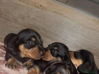 Dachshund dogs for sale: Miniature smooth haired pra clear - Advert 1