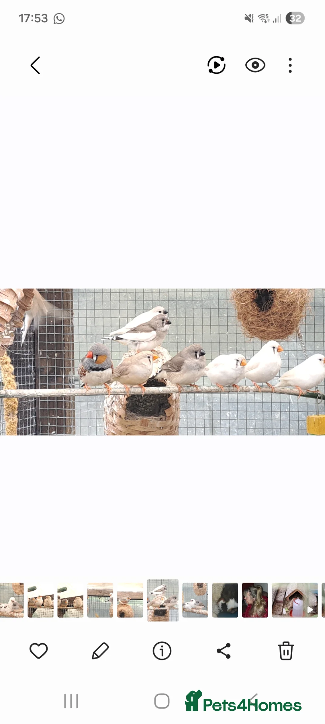 Finches birds for sale: Zebra finch - breeding adult and babies - Advert 8