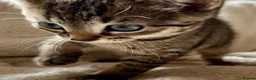 Bengal cats for sale: Glittery Bengal X With Famous References! - Advert 3