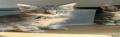 Simba