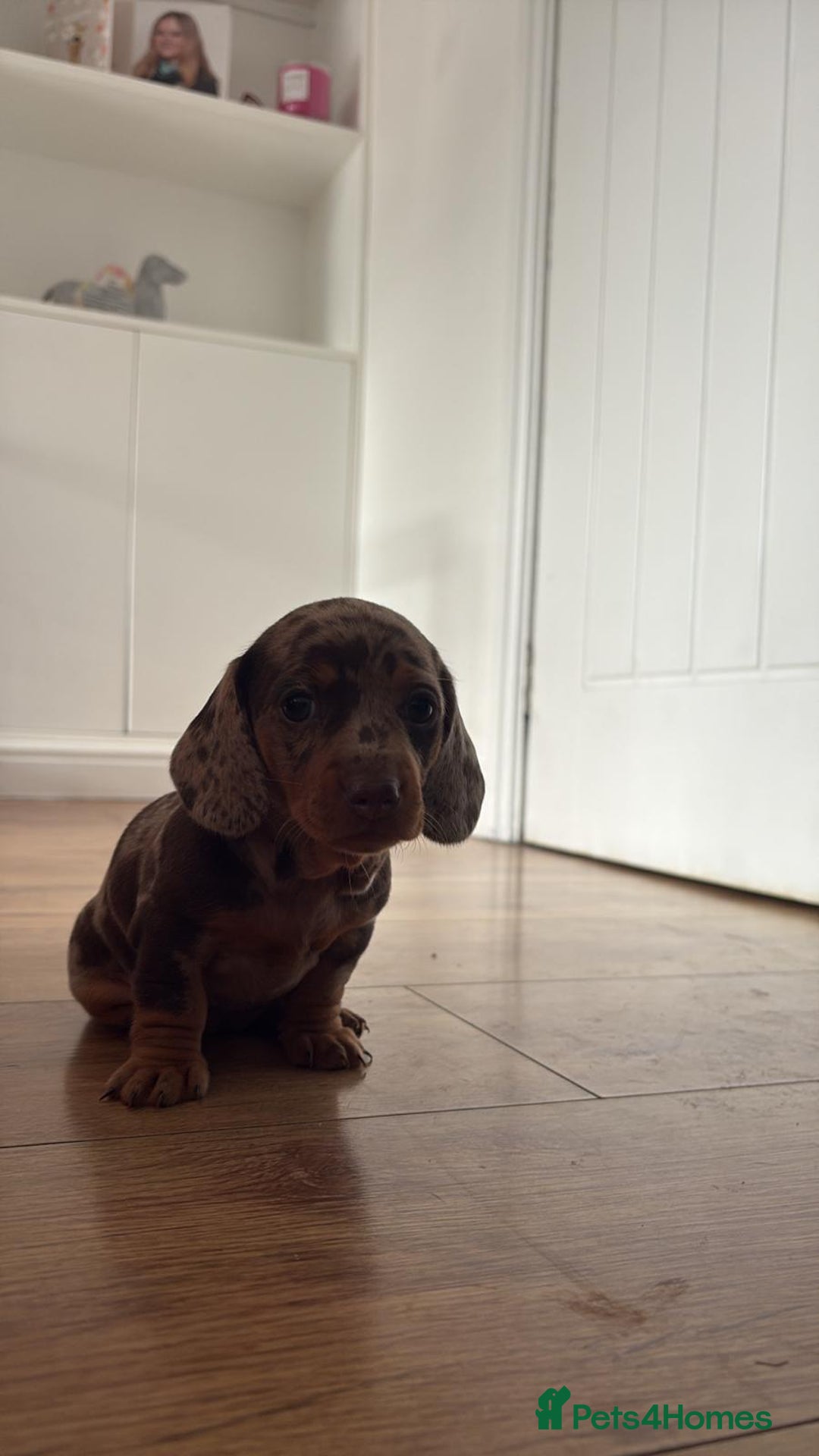 Miniature Dachshund dogs for sale: Miniature Dachshunds - Image 19