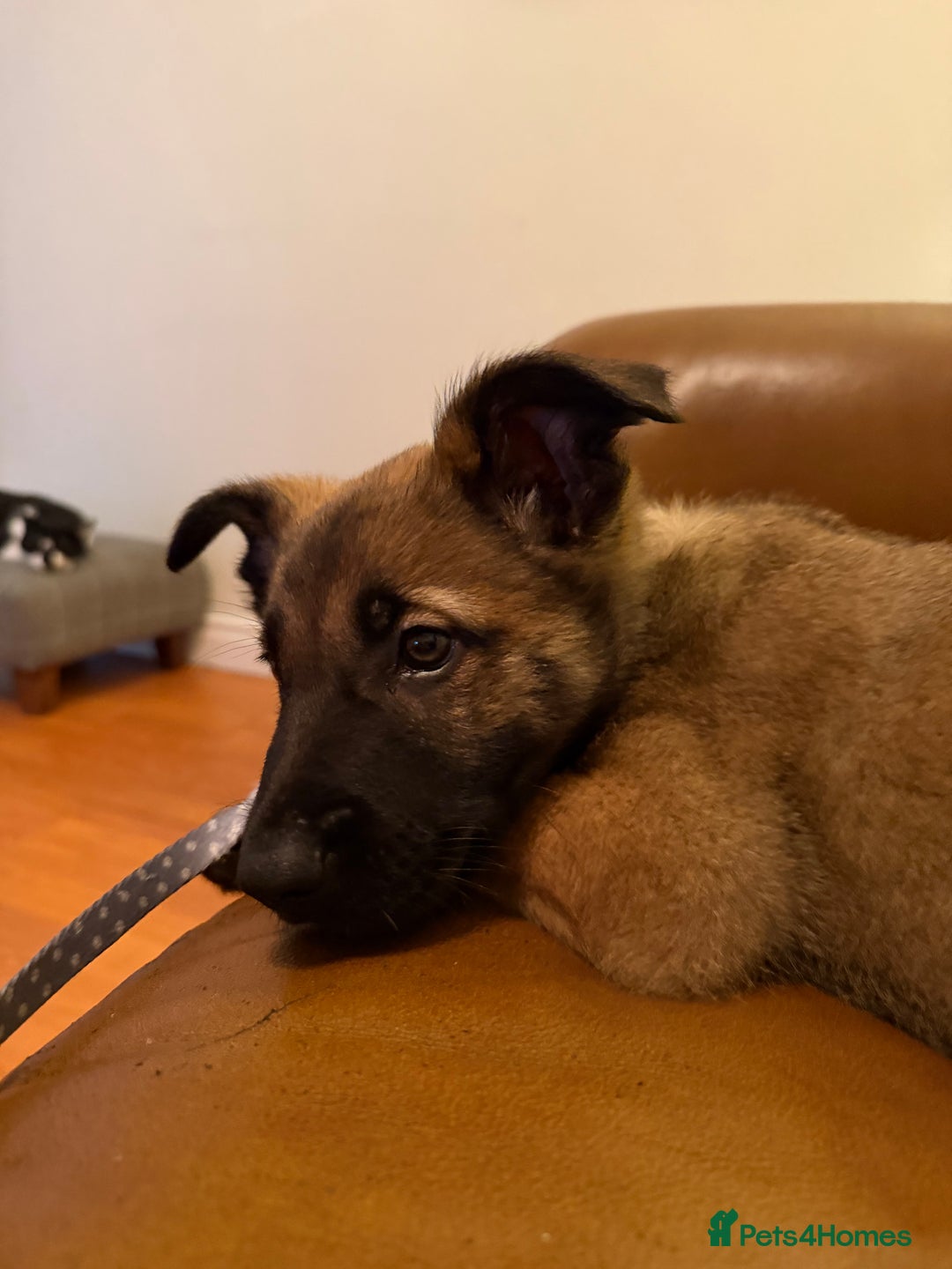 German Shepherd dogs for sale: Czech German shepherd 4 months - Advert 9