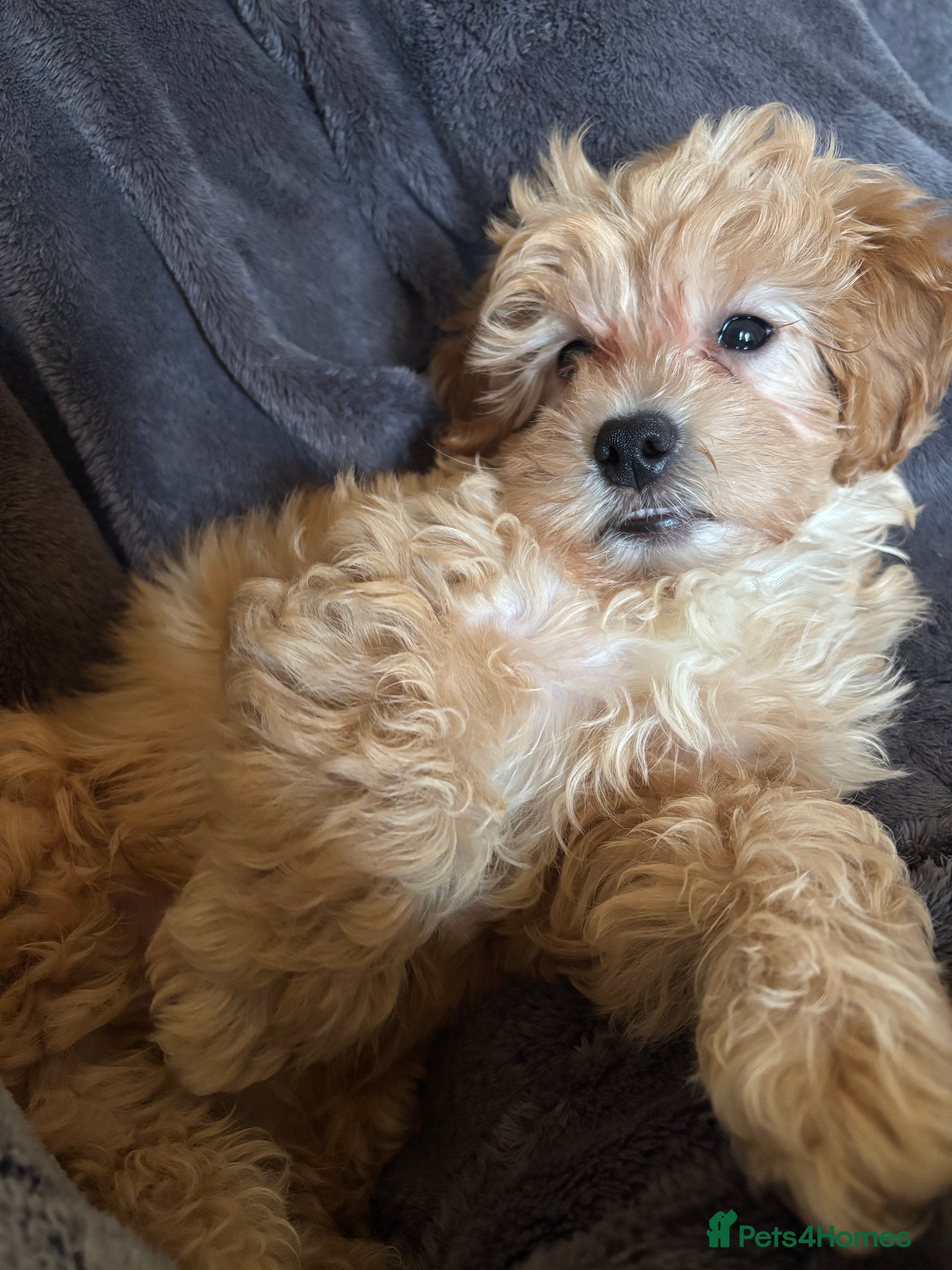 Mixed Breed dogs 1 boy left 4 beautiful cavapoochon puppies ready  - Advert 5
