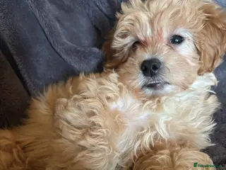 Mixed Breed dogs 1 boy left 4 beautiful cavapoochon puppies ready - Advert 5