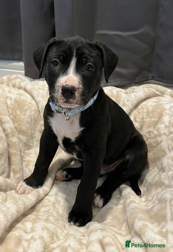 Mixed Breed dogs Male pup  - Advert 1