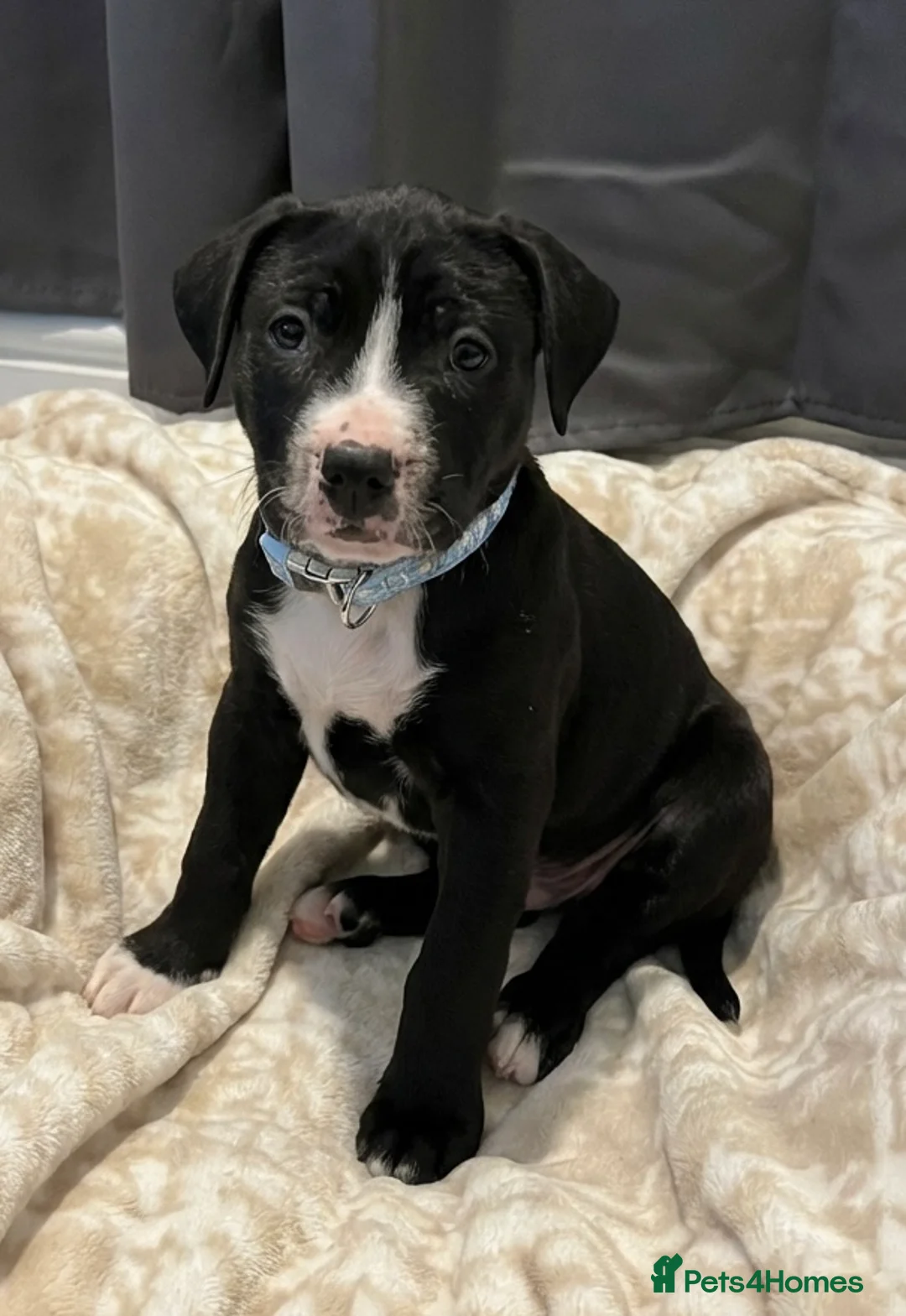 Mixed Breed dogs for sale: Male pup  - Advert 1