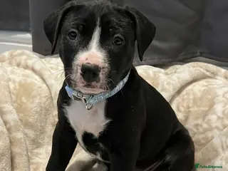 Mixed Breed dogs Male pup - Advert 1