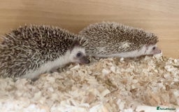 Pygmy Hedgehog rodents for sale: Stunning FEMALE African Pygmy Hedgehog Babies  - Image 2