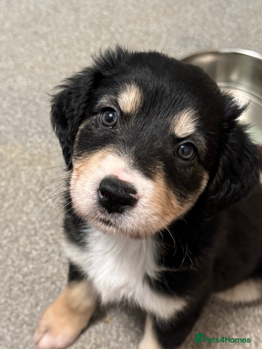 Mixed Breed dogs for sale: 🐾 Golden Retriever × Border Collie Puppies - Advert 11