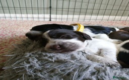 Cocker Spaniel dogs for sale: 1 beautiful cocker girl left ready to leave  - Advert 5