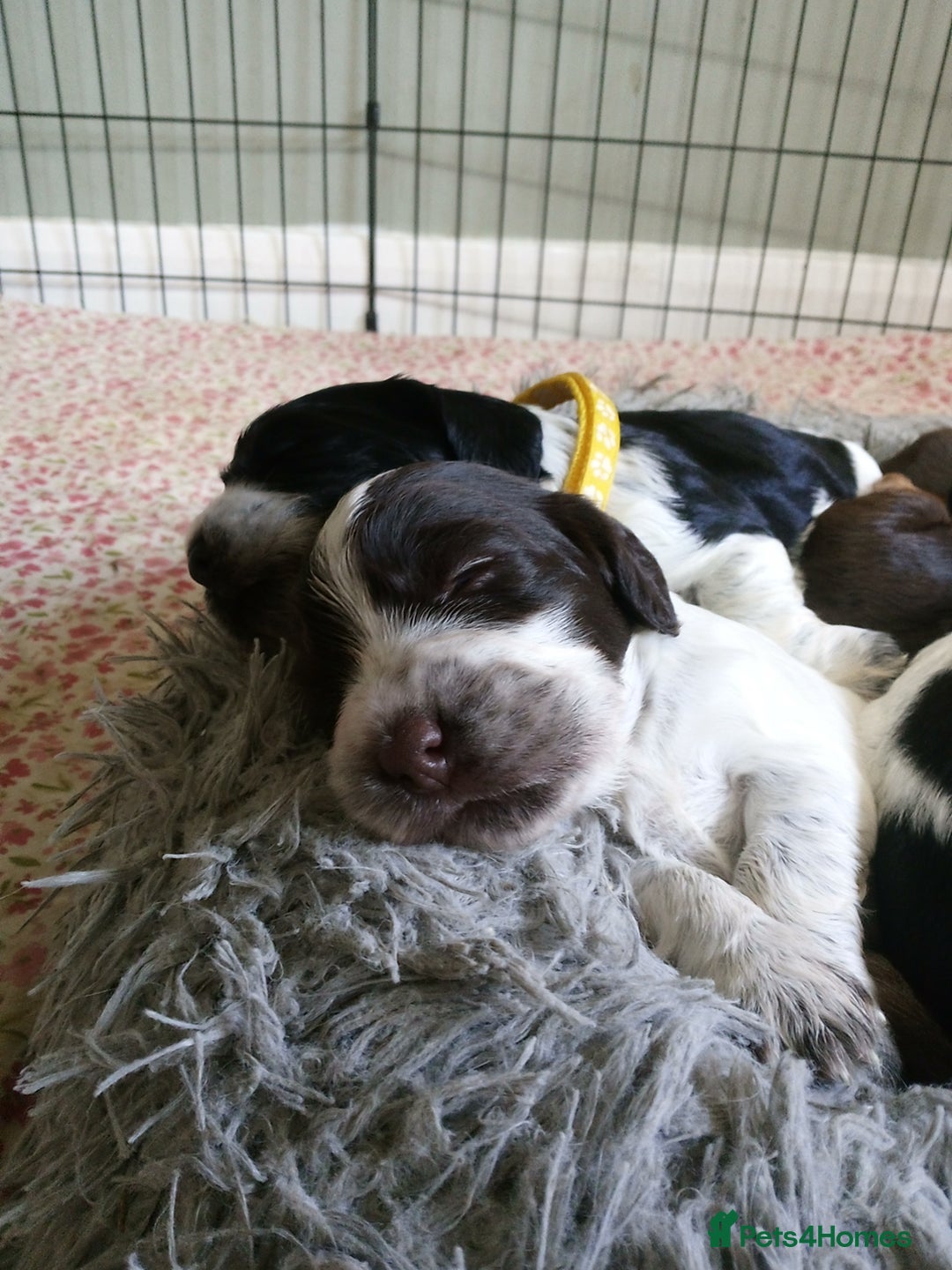 Cocker Spaniel dogs for sale: 1 beautiful cocker girl left ready to leave  - Advert 5