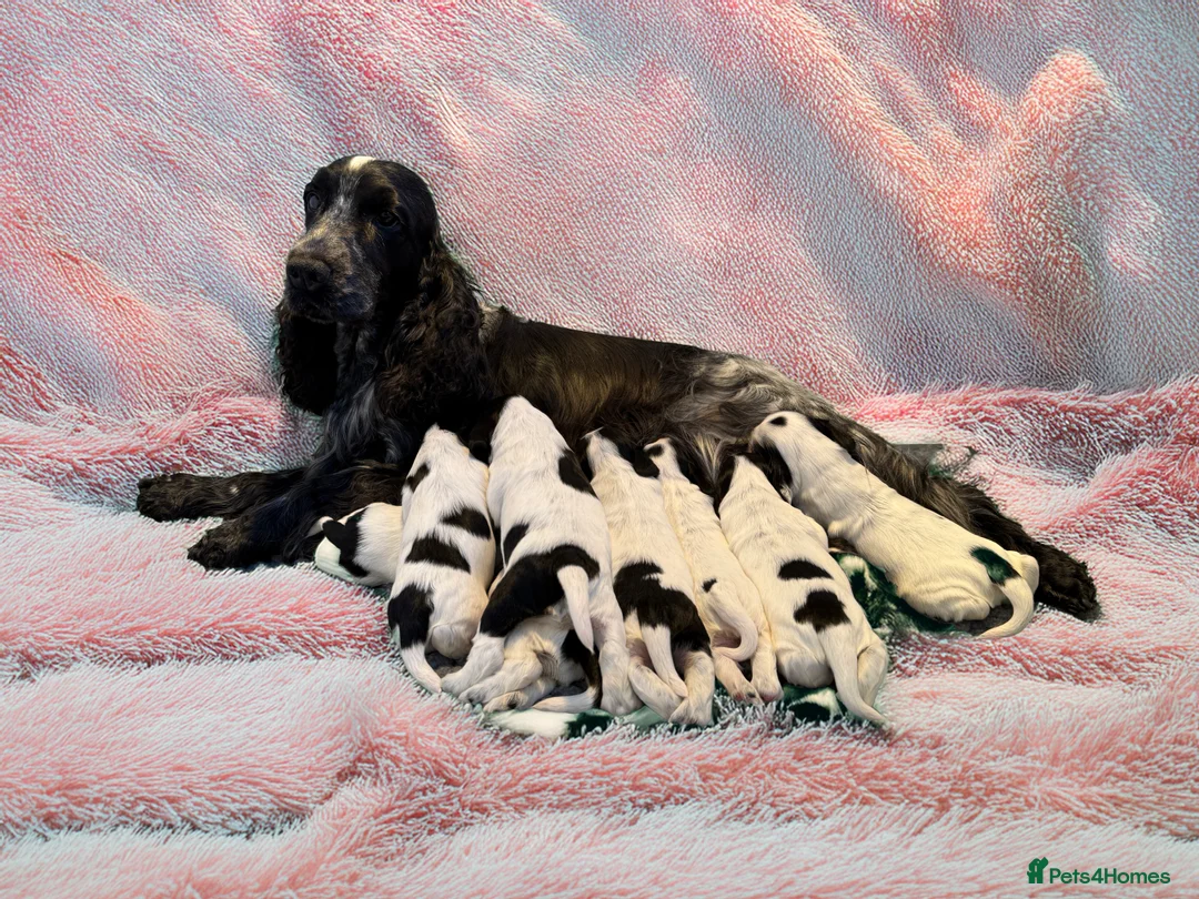 Cocker Spaniel dogs for sale: Exceptional Blue Roan Cocker Spaniel Puppies - Advert 7