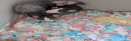 Rat rodents for sale: Dumbo rex cute rats only 4 females left - Advert 2