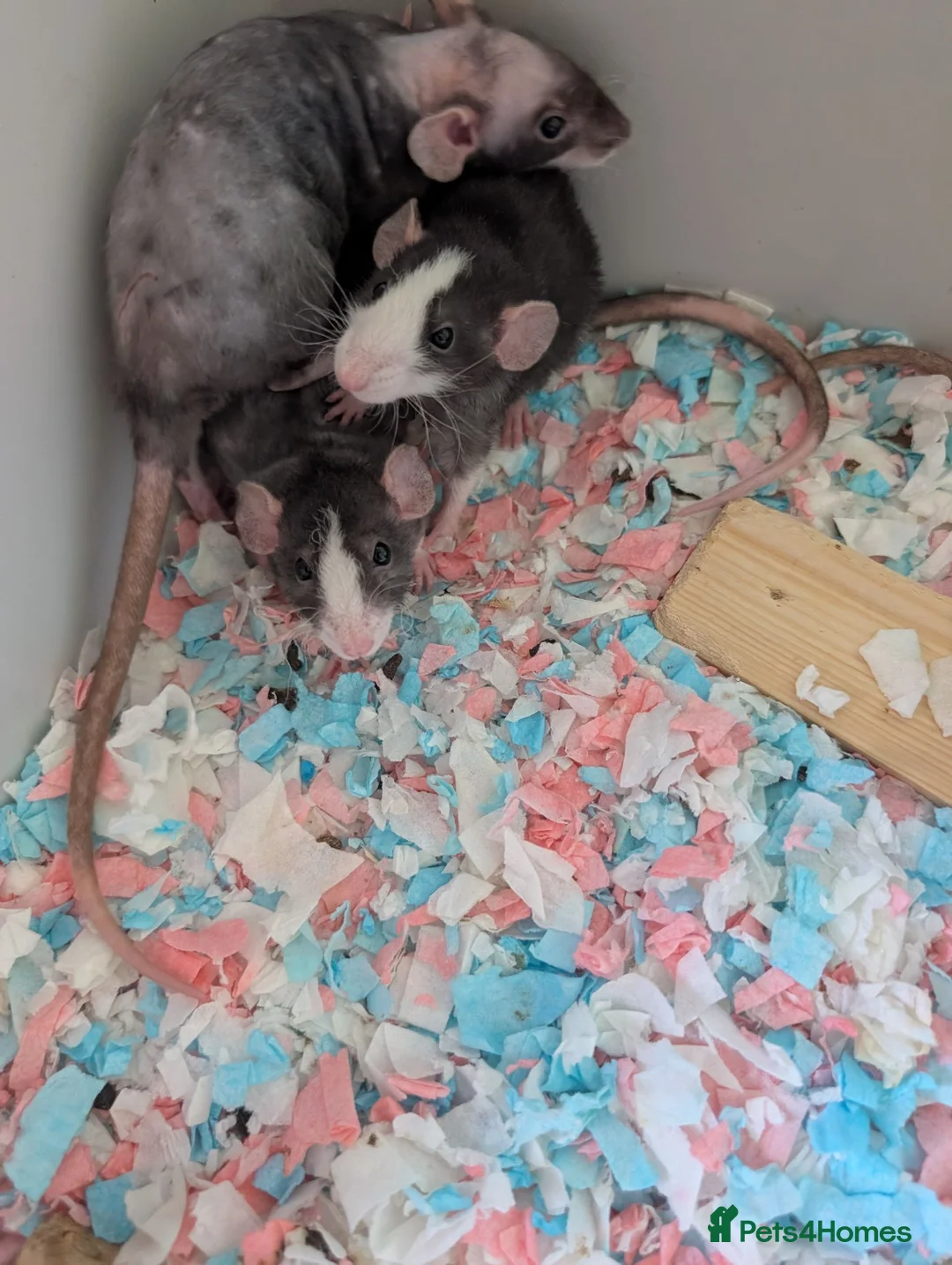 Rat rodents for sale: Dumbo rex cute rats only 4 females left - Advert 2