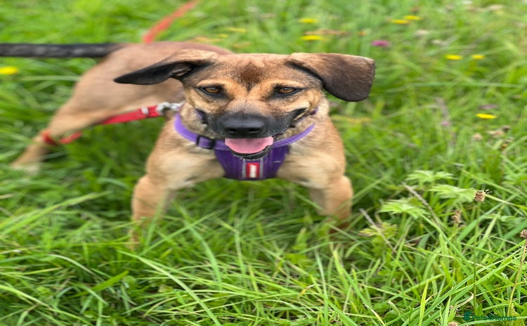 Mixed Breed dogs - Advert 2