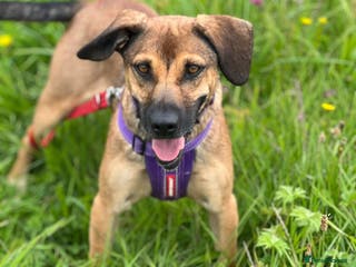 Mixed Breed dogs Cute Dingo looking for LOVE - Advert 16