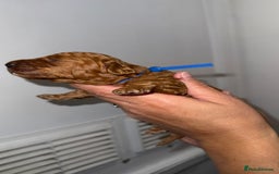 Australian Labradoodle dogs for sale: Stunning Labradoodle puppies - Advert 4