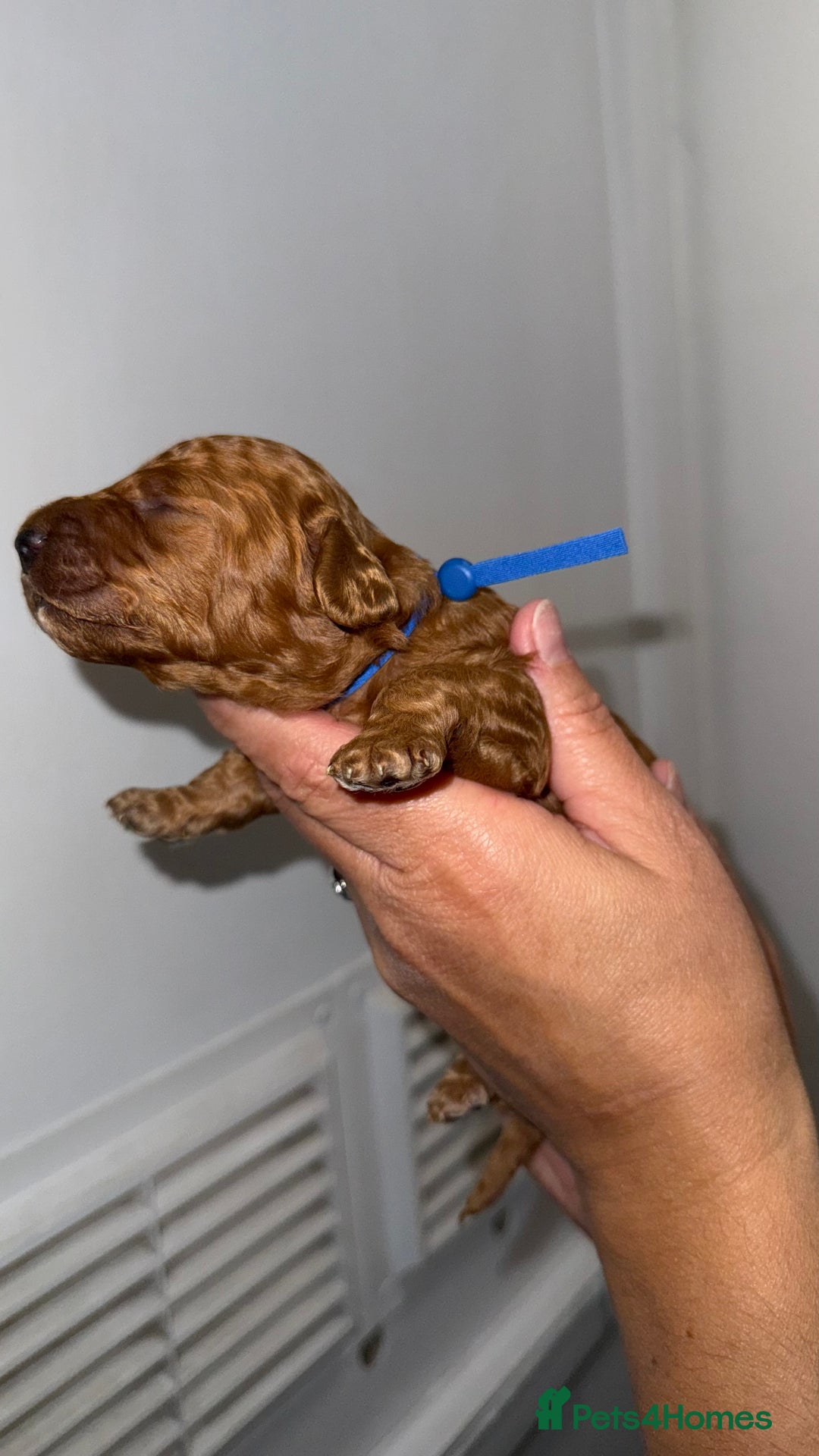 Australian Labradoodle dogs for sale: Stunning Labradoodle puppies - Advert 4