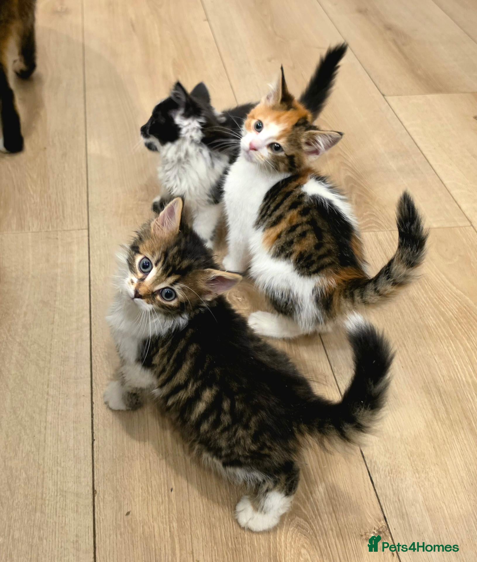 Mixed Breed cats ​🐾 6 Beautiful Kittens ready to go 💙🩷 - Advert 10