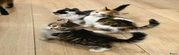 Mixed Breed cats for sale: ​🐾 6 Beautiful Kittens ready to go 💙🩷 - Advert 1